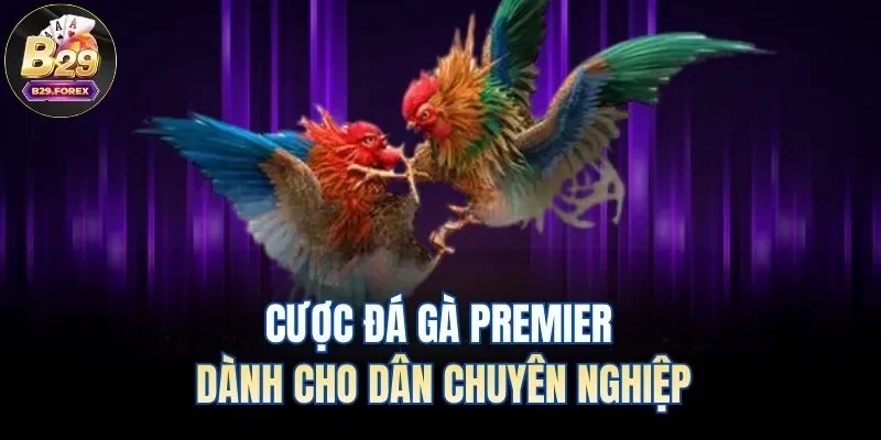 Cược đá gà Premier dành cho dân chuyên nghiệp
